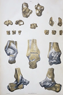 Drucke von Ankelfeile und Sehnen. Historische anatomische Kunstwerk von Ankelfeilen (gelb) und Sehnen (paleblau). Sehnen sind Banden aus fibrösem Gewebe, die Knochen an ihren Gelenken zusammenhalten Bilder Datiert 2005 Januar: Knochen und Bänder des Knies