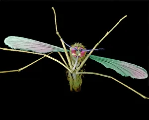 Coloured SEM Images Drucke: Anopheles mosquito