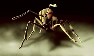 Entomology Images Drucke: Ant, computer artwork
