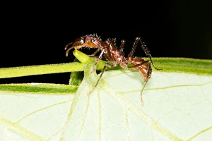 Amazon Rainforest Insects Drucke: Ant drinking nectar C016 / 7734