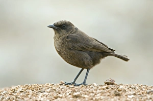Goegap Nature Reserve Drucke: Ant-eating chat