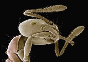 Drucke von Korruption durch Grooming der Ameise. Farbige Rastertunnelmikroskopie (SEM) von einer Ameise (Familie Formicidae), die sich mit einem ihrer Vorderbeine zwischen den Kauen reinigt Bilder Datiert 2005 Dezember: Begleitung von Minderjährigen im Internet durch Suchmaschinen-Engineer-Mitglieder