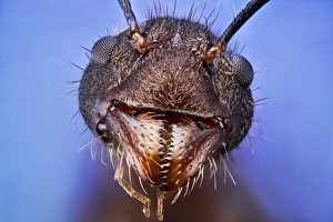 Compound Eyes Insect Drucke: Ant head C018 / 2372