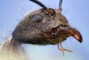 Compound Eye Structure Drucke: Ant head C018 / 2373