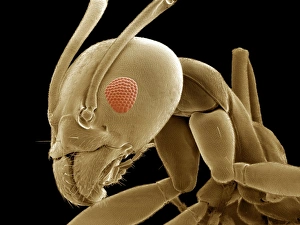 Compound Eye Structure Drucke: Ant head, SEM
