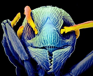 Insect Mouthparts SEM Drucke: Ant head, SEM C018 / 0547