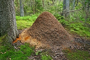 Drucke von Ameisenhügel aus Erde und Tannenblättern im Tannenwald. In Narke, Schweden fotografiert wurde Bilder Datiert 2010 April: Ausschüttungshügel