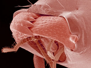 Scanning Electron Micrograph SEM Drucke: Ant mouth, SEM