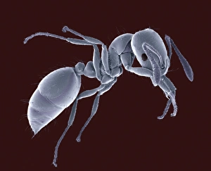 Drucke von Ant (Familie Formicidae), farbiger Rastspiegel-electronenmikroskop (SEM) Bilder Datiert 2009 Mai: Anträge, SEM (Sonderverwaltungsmacht)