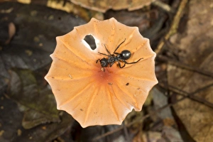 Yasuni National Park Drucke: Ant on a toadstool C016 / 6249