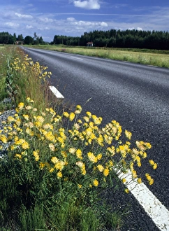 Summer Blooming Plants Europe Drucke: Anthyllis vulneraria C013 / 6922