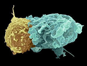 Macrophage Function Drucke: Antigen presentation, SEM C016 / 3105