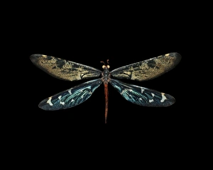 Bilder Datiert 21. Dezember 2012: Antlion