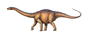 Drucke von Apatosaur-Dinosaur, Kunstwerk. Apatosaurus war ein langhalsiger Pflanzenfresser und gehörte einer Gruppe der Dinosaurier genannt Sauropoden Bilder Datiert 2005 November: Apatosaur-Dinosaur