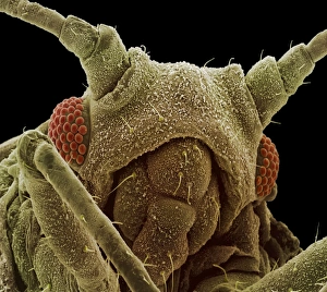Drucke von Ein Ameise ist eine Farbgebung des Scannens Elektronenmikroskop (SEM) der Kopf einer Ameise (Unterordnung Homoptera) Bilder Datiert 2002 Oktober: Apfelschädlingshaupt, SEM