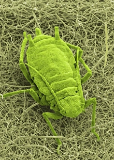 Coloured SEM Images Drucke: Aphid on a leaf, SEM