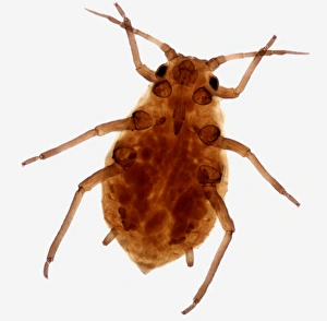 Aphid, light micrograph