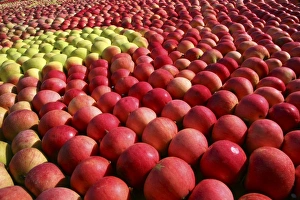 Apples