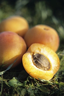 Apricot Fruit Drucke: Apricots