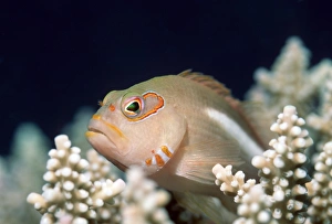 Asian Marine Life Drucke: Arc-eye hawkfish