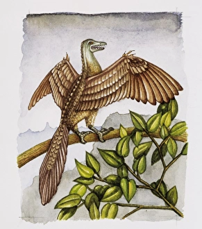 Jurassic Period Fossils Drucke: Archaeopteryx