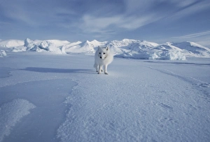 Arctic Fox Drucke: Arctic fox