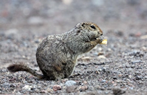 Grüner Eichhörnchen des Arktischen Gebiets