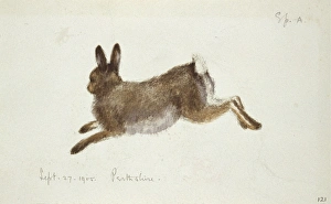 Arctic Wildlife Illustrations Drucke: Arctic hare, artwork C016 / 5885