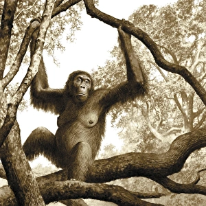 Ancient Human Ancestor Drucke: Ardipithecus ramidus, artwork C013 / 9571