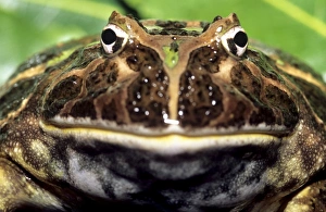 Ceratophrys Cornuta Drucke: Argentinian horned frog