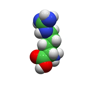 Argininmolekül