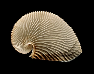 Drucke von Der Schalenmantel einer Argo-Nautilus-Eirolle, der aus einem weiblichen Großnautilus (Argonauta argo) im Indopazifik gefunden wurde Bilder Datiert 2013 Dezember: Argo-Nauten-Armuröhrling-Schale C019/1291