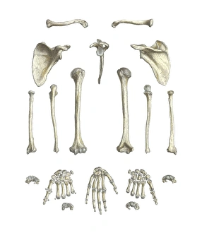 Human Body Anatomy Illustrations Drucke: Arm bones, artwork