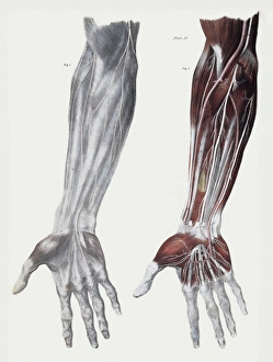 Drucke von Armnerven. Historische anatomische Darstellung der Nerven (weiß), die am Vorderseite des menschlichen Unterarmes liegen Bilder Datiert 2004 Dezember: Arme Nerven