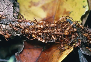 Amazon Rainforest Fauna Drucke: Army ants
