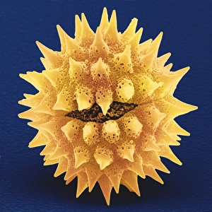 Drucke von Arnika-Pollenkorn. Farbige Scanning-Elektronen-Mikroskopaufnahme (SEM) eines Chamisso-Arnika (Arnica chamissonis)-Pflanzenpollenkorns Bilder Datiert 2003 August: Arnika-Pollenkorn, SEM