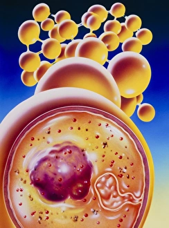 Staphylococcus Aureus Bacteria Drucke: Art of colony of Staphylococcus bacteria