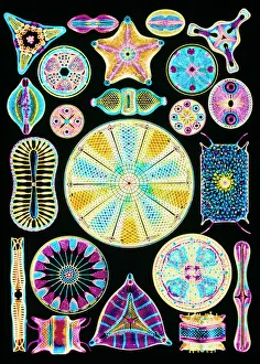 Drucke von Diatomeen. Computer-verstärkte Gravur verschiedener Arten von Diatomeen. Diatomeen sind eine Gruppe einzelner Algenzellen Wissenschaftliche Poster: Kunst der Diatomeen-Algen (von Ernst Haeckel)