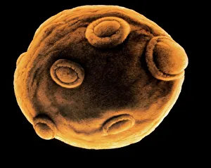 Yeast Fermentation Process Drucke: Art of yeast cell budding