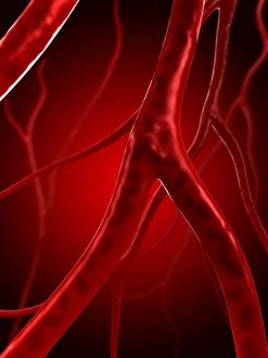Blood Vessel Artwork Drucke: Arteries, artwork