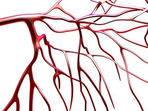Blood Vessel Illustration Drucke: Arteries, computer artwork