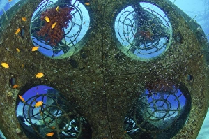 Marine Conservation Efforts Drucke: Artificial Coral Reef