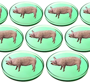 Lab Grown Meat Drucke: Artificial meat, conceptual image