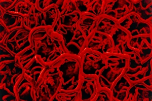 Blood Vessel Anatomy Drucke: Artwork based on SEM of microcapillary network