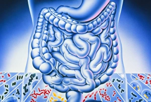 Human Digestive System Diagram Drucke: Artwork of digestive system and harmful bacteria