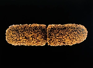 Gram Negative Bacteria Drucke: Artwork of dividing E. coli bacterium