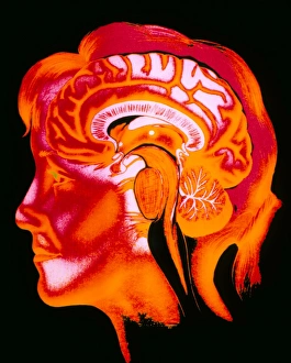 Central Nervous System Diagram Drucke: Artwork of the human brain in head, profile