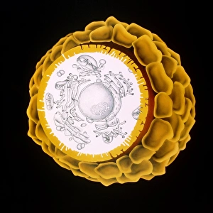 Female Reproductive System Diagram Drucke: Artwork of a human egg cell