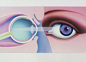 Anatomy Of The Human Eye Drucke: Artwork of human eye in front view and in section