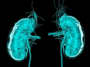Kidney Anatomy Drucke: Artwork of the kidneys